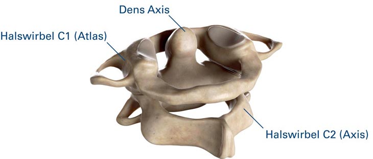 Halswirbel C1 und C2